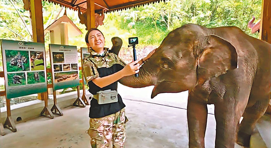 ◆頑皮象趁貝兒認真工作期間以鼻子搔其臉龐錫錫。