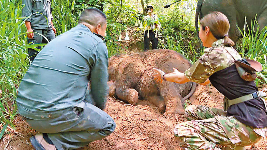 ◆貝兒與小象大玩泥漿浴。