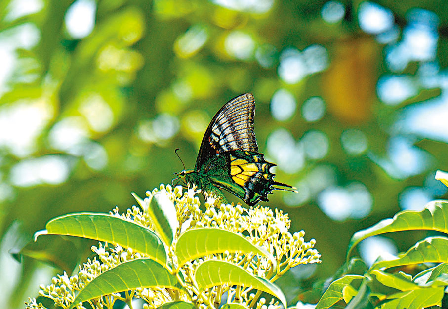 ◆「金斑喙鳳蝶」現身廣東南嶺國家級自然保護區。 受訪者供圖
