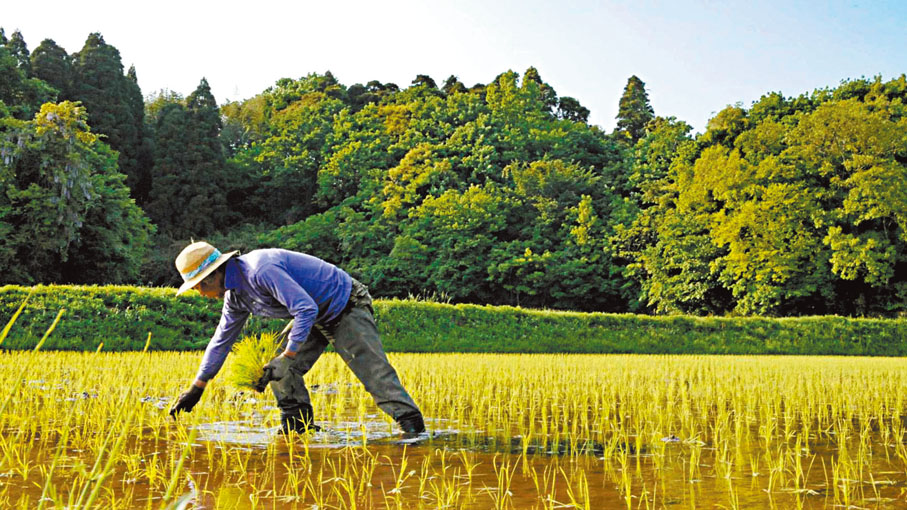 ◆日本農民老齡化嚴重。 資料圖片