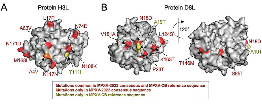 ◆研究團隊發現接種天花疫苗能產生針對2022猴痘病毒的強烈免疫反應。 科大供圖