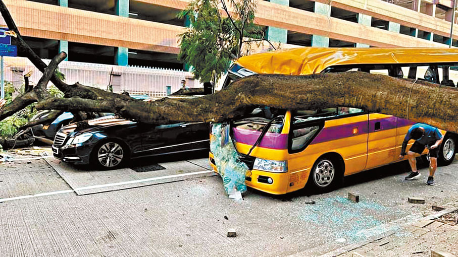 ◆昨日，何文田巴富街合一堂學校對開一棵10米高的鳳凰木倒塌，壓毀一輛校巴及鄰線三輛私家車受損。事件中有3人受傷。