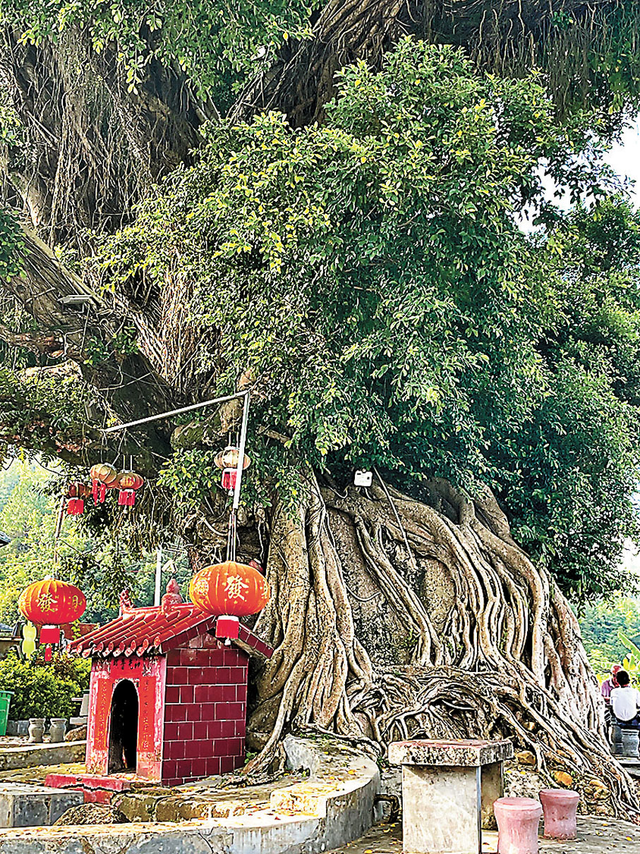 ◆廣東大埔茶陽鎮戀墩村「石上盤龍」。作者供圖