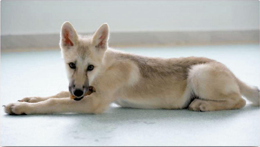 ◆90日齡克隆北極狼。 受訪者供圖