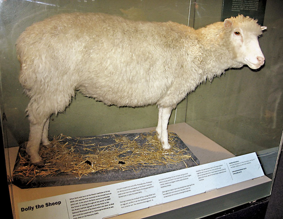 ◆1996年7月，世界首例體細胞克隆動物克隆羊「多莉」誕生。圖為「多莉」標本。 資料圖片