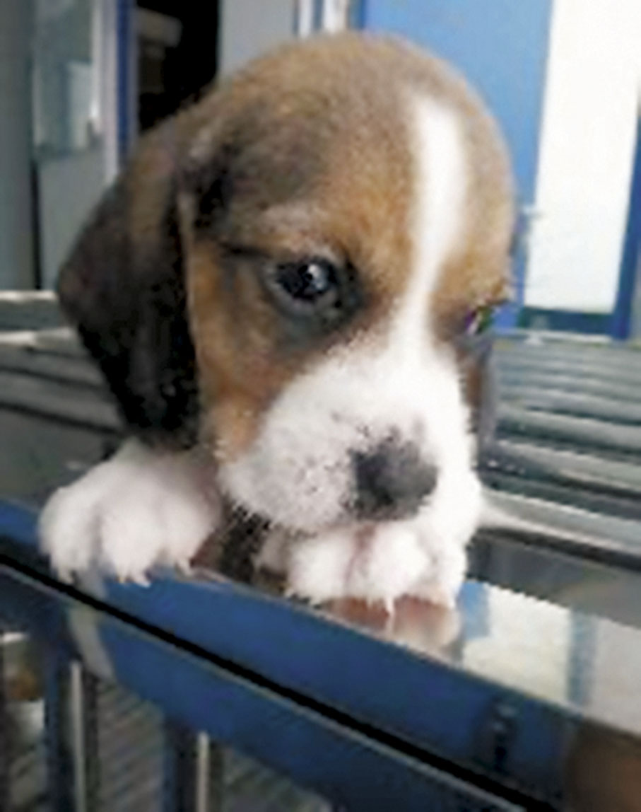 ◆2017年5月世界首例基因編輯克隆犬、中國首例體細胞克隆犬「龍龍」誕生。 受訪者供圖