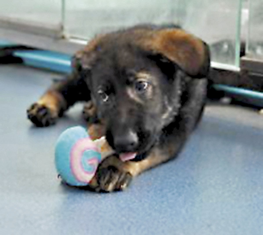 ◆2018年12月，中國第一隻克隆警犬「昆勳」出生。 受訪者供圖