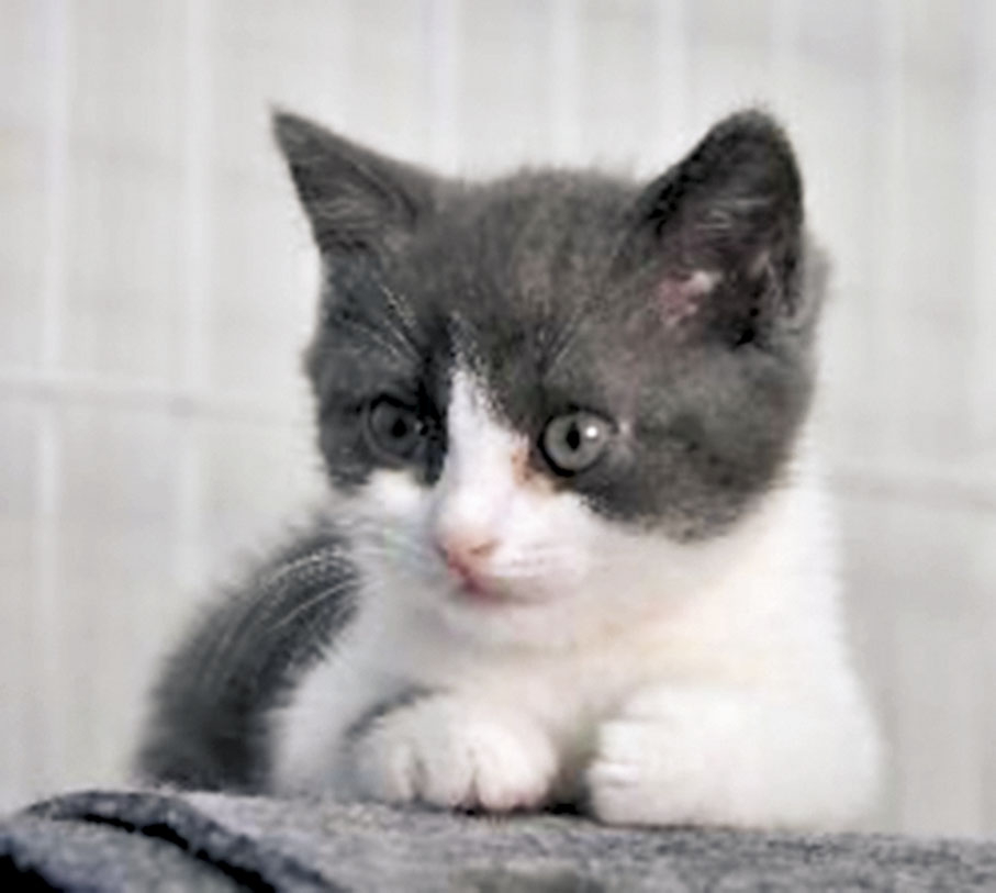 ◆2019年7月，中國首隻克隆貓「大蒜」出生。 受訪者供圖