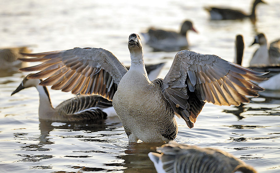 ◆ 傳說元好問正是看到大雁殉情，才創作出「問世間、情是何物？直教生死相許。」一句。圖為大雁在水面上嬉戲。 資料圖片