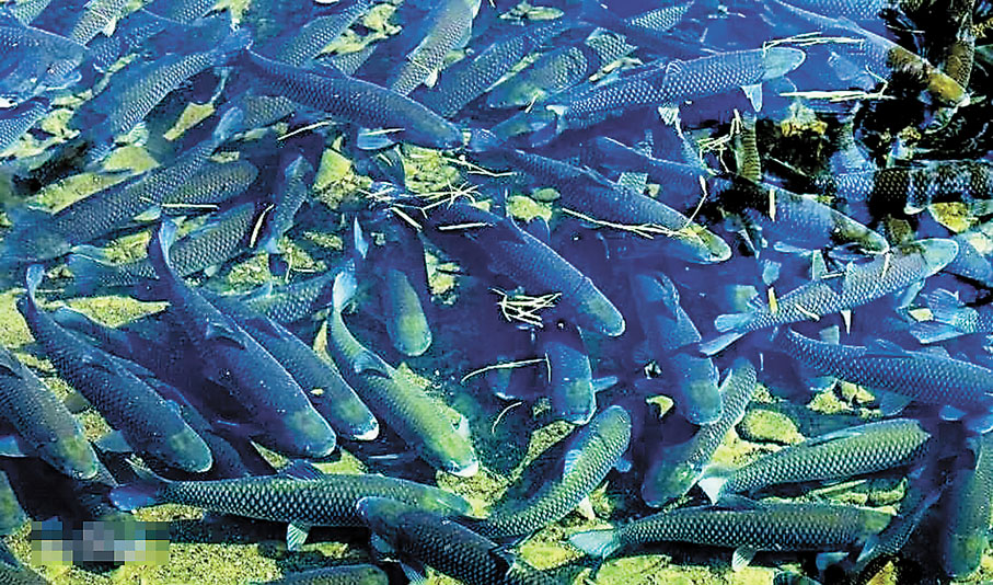 ◆開化清水魚。