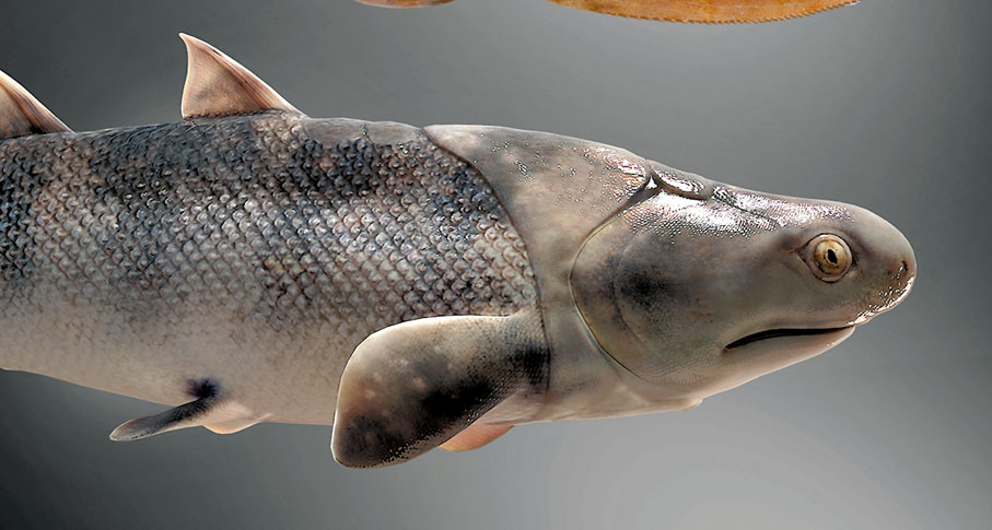 蠕紋沈氏棘魚（復原圖）