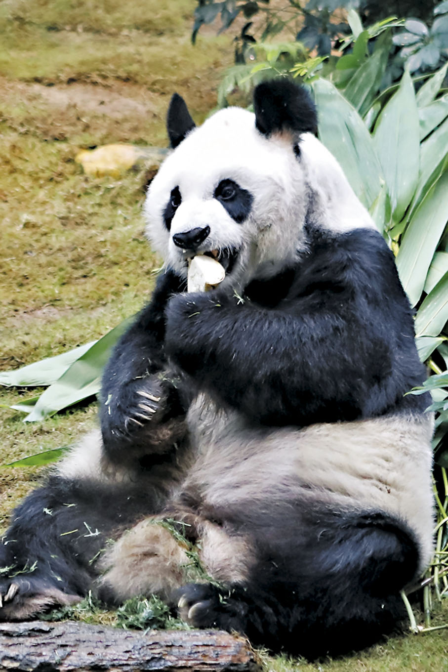 ◆今年7月離世的大熊貓「安安」，骨灰長埋在海洋公園「四川奇珍館」前一棵銀杏樹土壤裏。圖為「安安」。 資料圖片