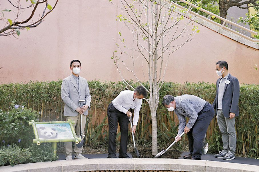 ◆香港海洋公園為今年7月21日逝世的大熊貓「安安」舉行植樹儀式，紀念這位「大熊貓大使」。 中通社