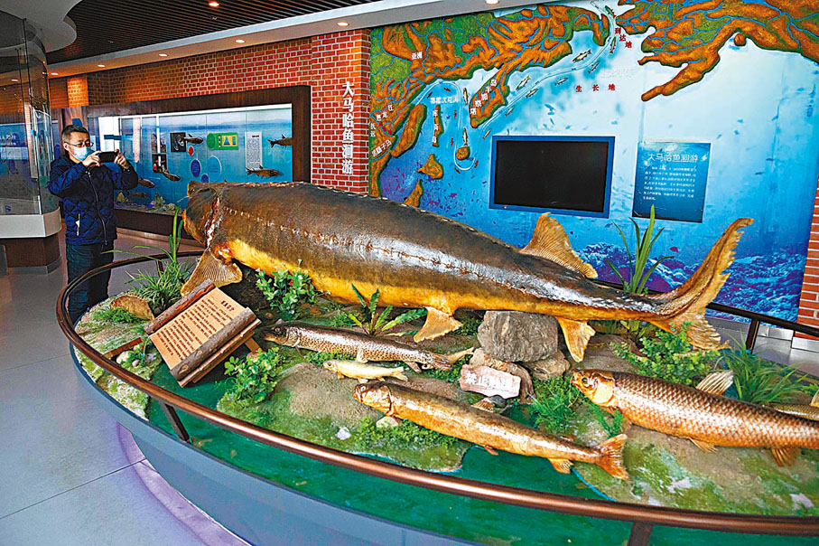 ◆魚文化體驗館內拍攝標本