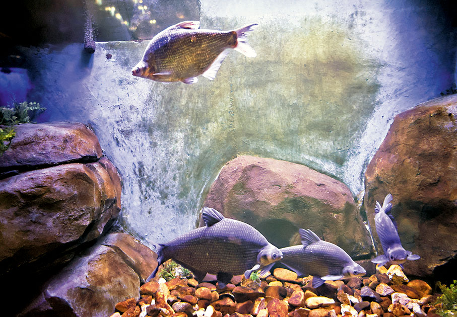 ◆魚文化體驗館內的淡水魚