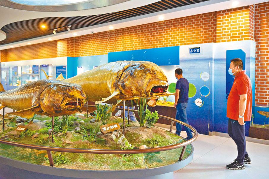 ◆遊客在撫遠市魚文化體驗館內參觀。