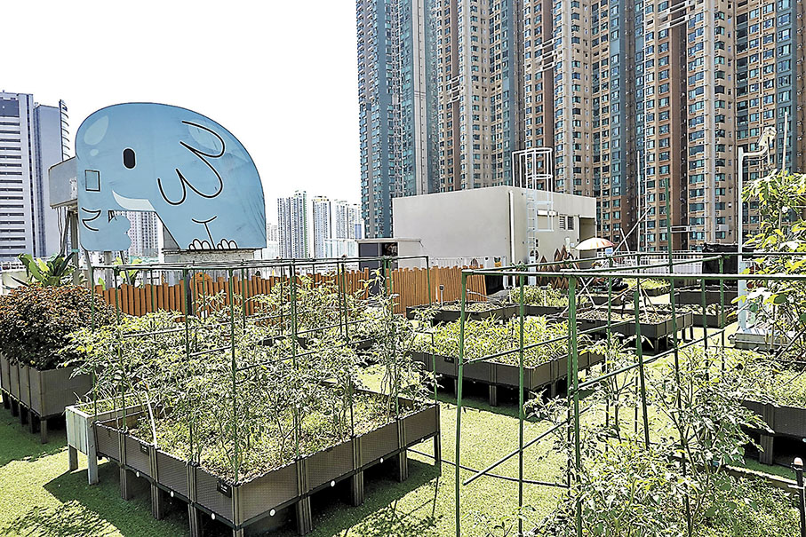 ◆農夫認為D2 Place天台光照充足，適宜發展種植。