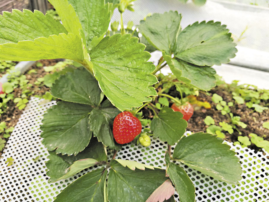 ◆天台種出來的士多啤梨。 焯羚 攝