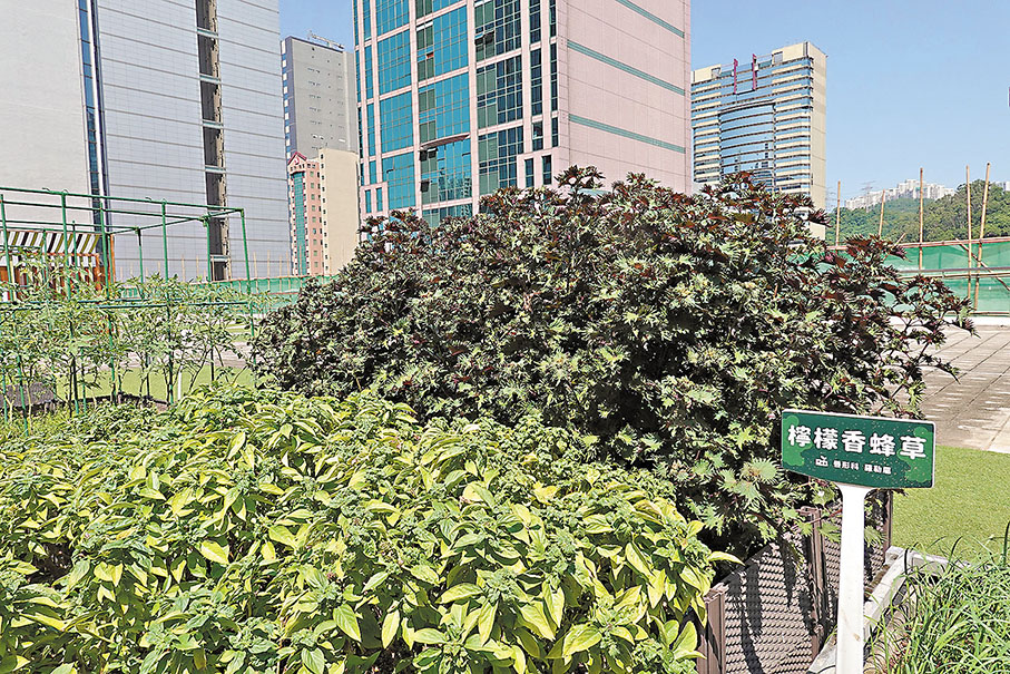 ◆D2 Place「天台農場」種植的香草十分茂盛。