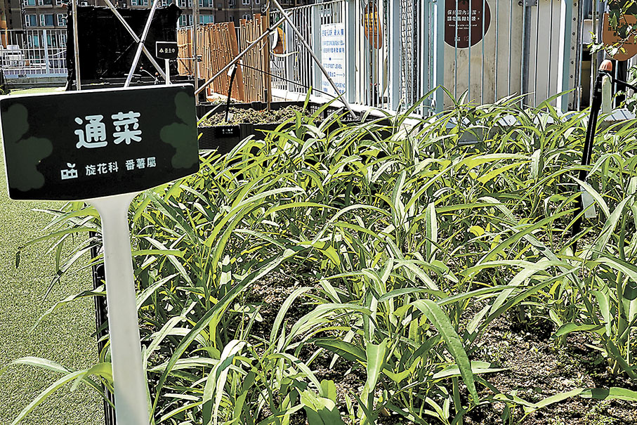 ◆「天台農場」所種植的通菜，會供應給商場內的中餐廳、泰國餐廳使用。