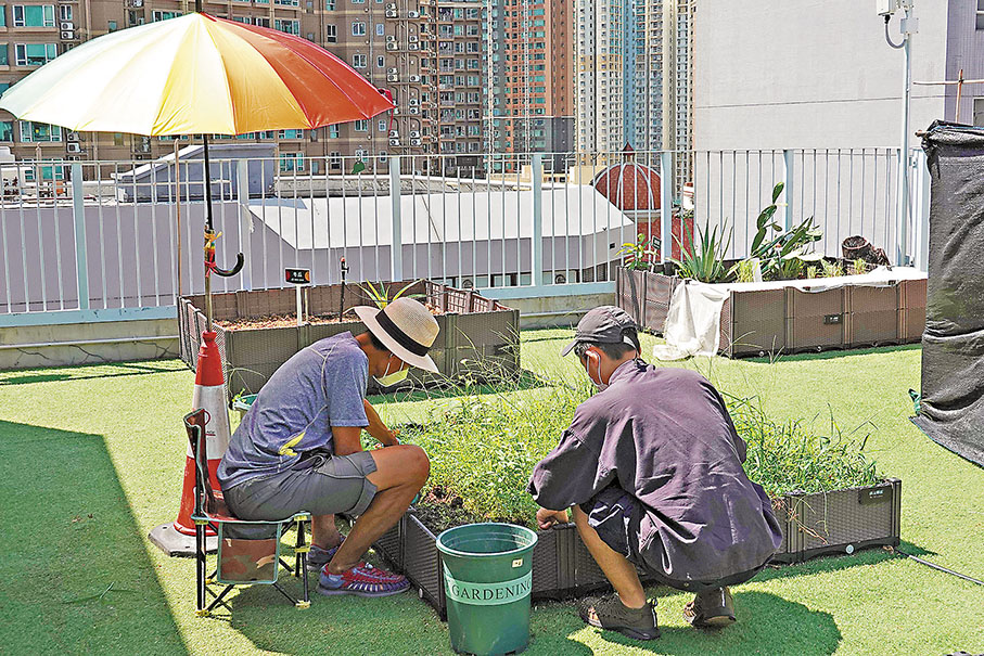 ◆農夫正在「天台農場」進行維護。