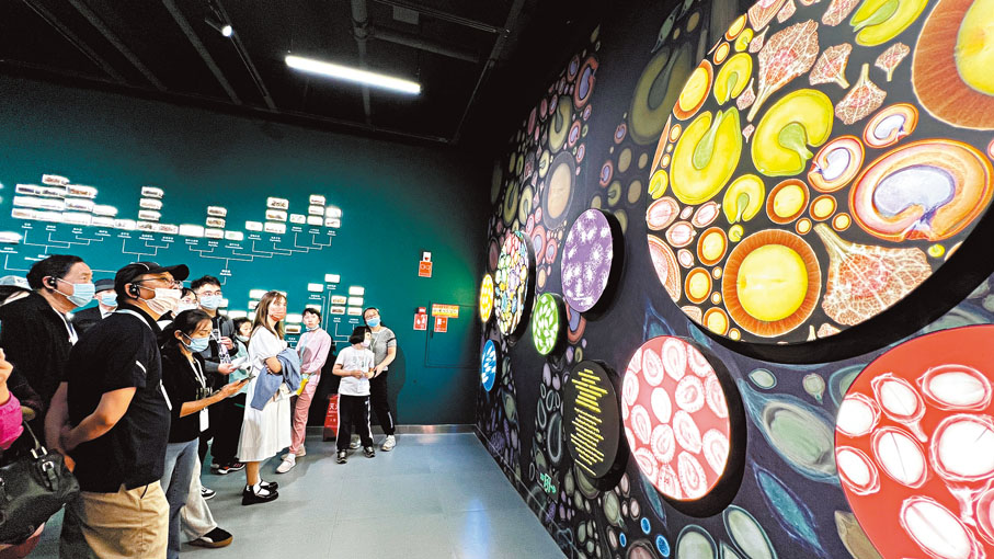 ◆種子牆對面的牆面，展示了給種子拍的X光片。