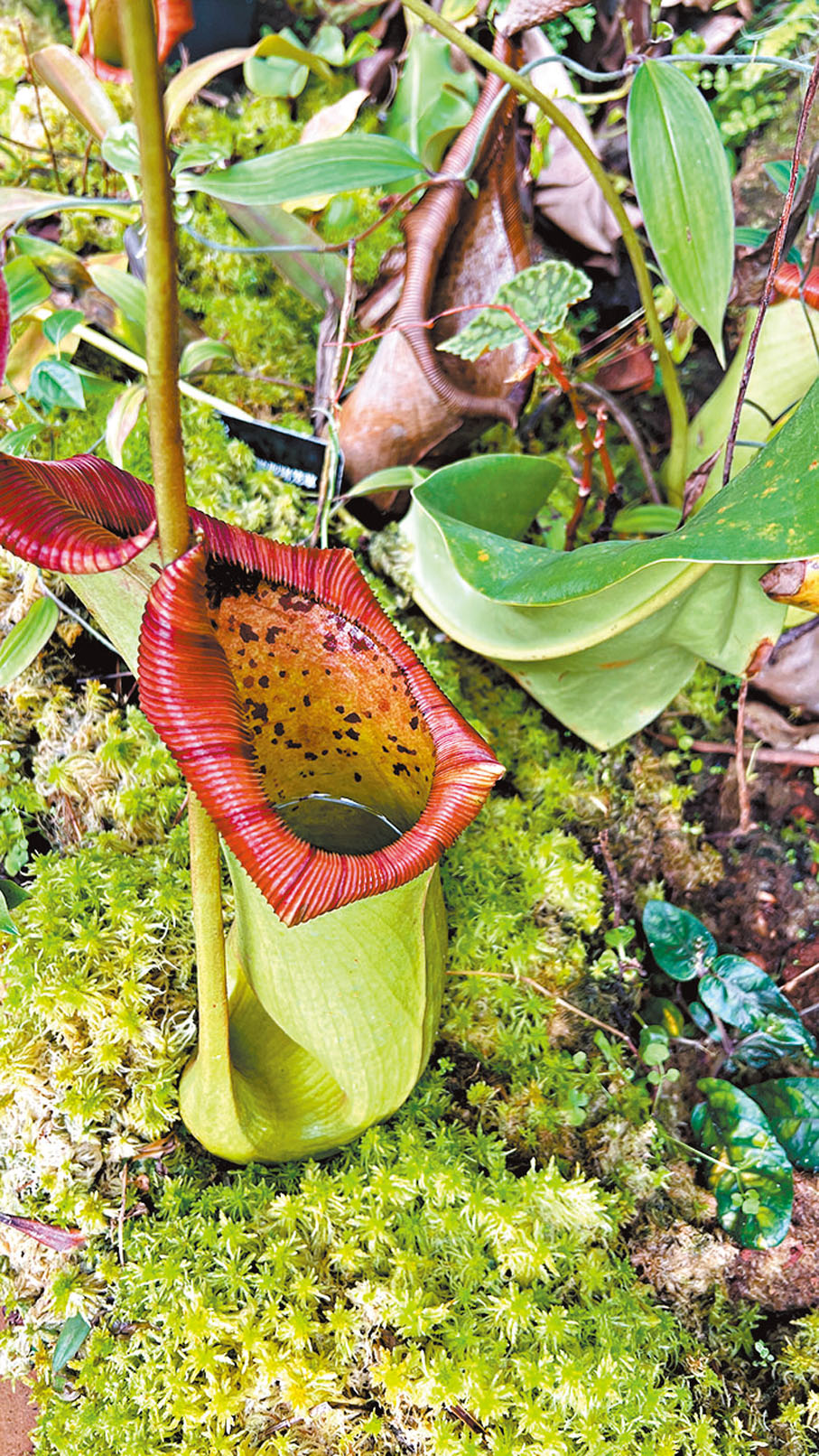 【豬籠草】熱帶食蟲植物，擁有一個獨特的吸取營養的器官——捕蟲籠，捕蟲籠呈圓筒形，下半部稍膨大，籠口上具有蓋子，因其形狀像豬籠而得名。「扶荔宮」食蟲植物館中生活的幾棵巨大的豬籠草，由於今年捕食了幾隻老鼠而成為遊客爭相拍照的「明星」。
