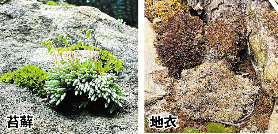【苔蘚&地衣】地衣是真菌與藻類組合的複合體，苔蘚沒有根莖葉的分化，被譽為大自然的拓荒者。苔蘚地衣館面積雖小，但裏面以岩石、古木、小橋、溪流，模擬出了原始古老的生態環境，收集了泥炭蘚等60餘種苔蘚植物。