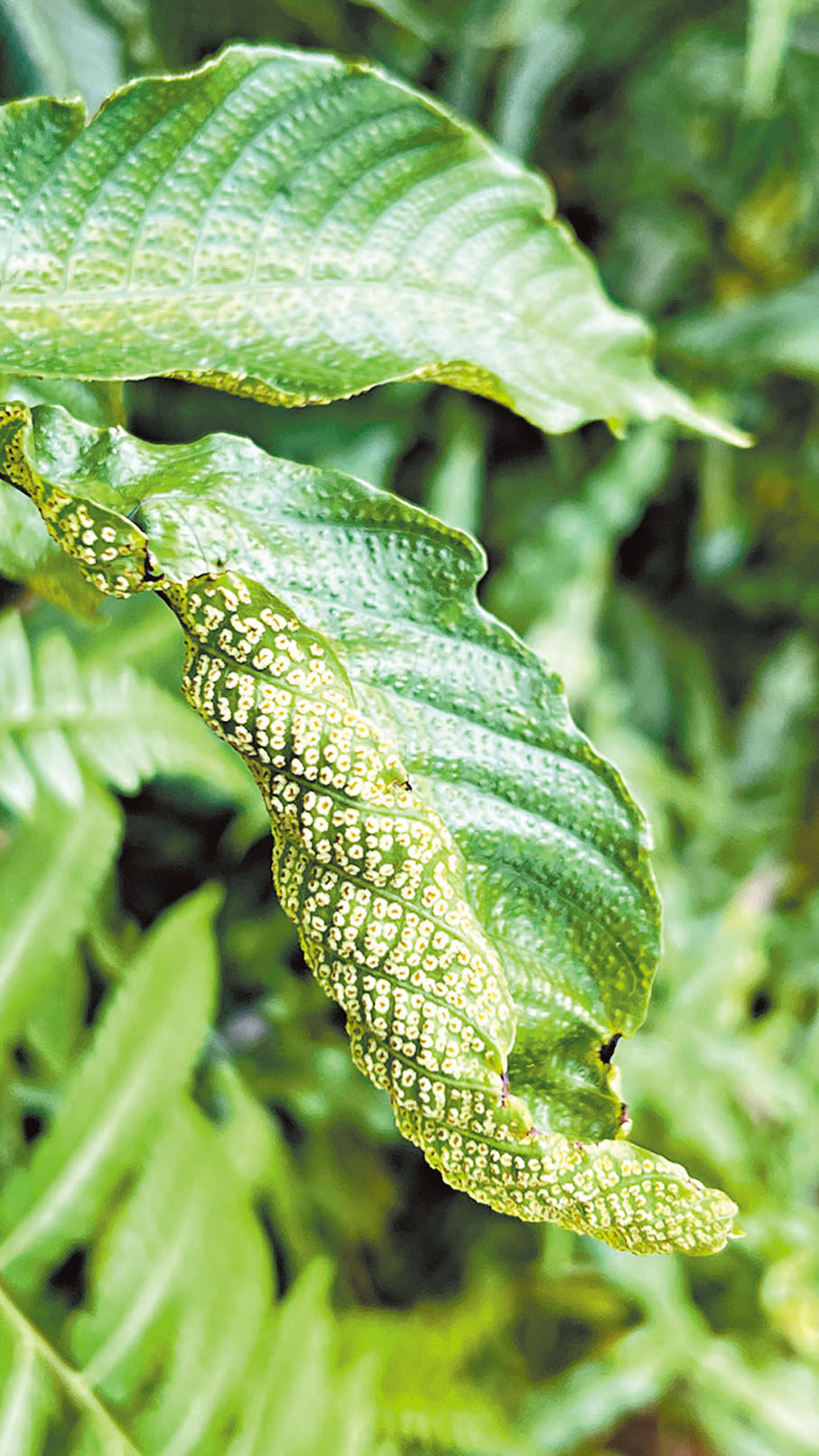 【植物孢子】脫離親本後能直接或間接發育成新個體的生殖細胞。在「扶荔宮」隱花植物館中，翻看植物葉面的背後，不同形狀、不同排列方式的孢子看得十分清晰。