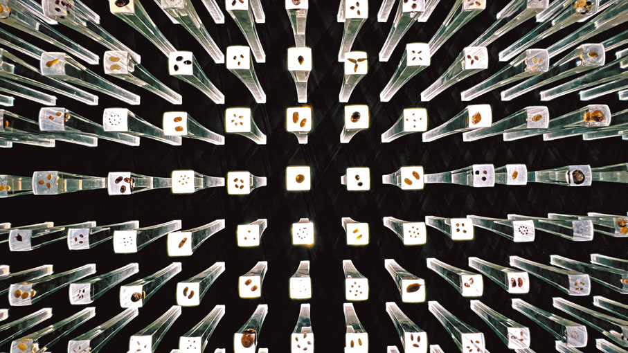 【種子牆】位於種子植物館，這由2,000多根亞克力柱組成的「種子聖殿」，集中展示了上千種的植物種子標本。而種子牆對面的牆面，則展示了給種子拍的X光片，上了色後的種子X光片五顏六色，十分好看。