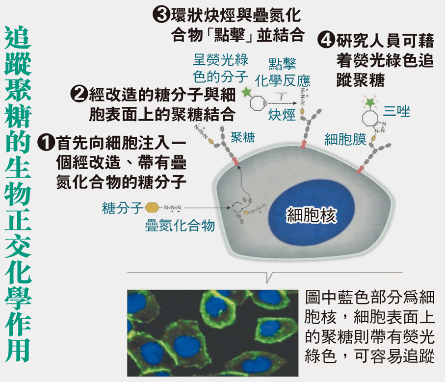追蹤聚糖的生物正交化學作用