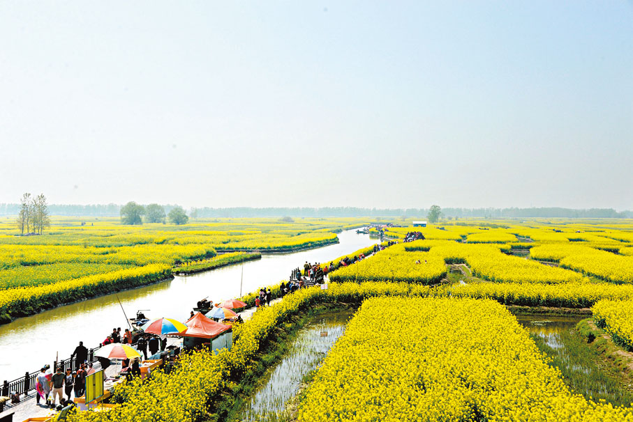 ◆江蘇興化垛田油菜花盛開。 賀鵬飛  攝