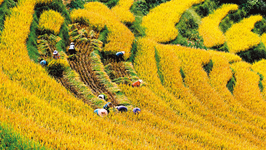 ◆江西上堡梯田，陡坡種糧，積澱農耕文明。 王逍  攝