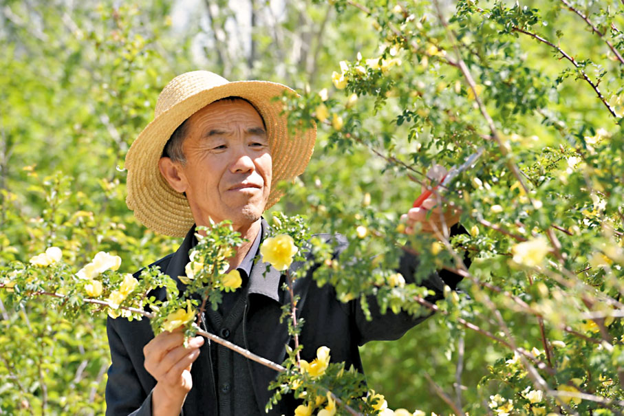 ◆第二代治沙人郭萬剛，在仔細地修剪樹枝。 受訪者供圖