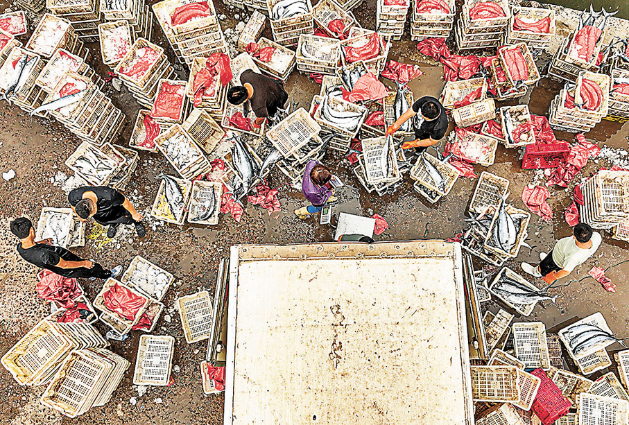 ◆在榮成市石島漁港碼頭，漁民們分揀、裝運各類漁獲。
