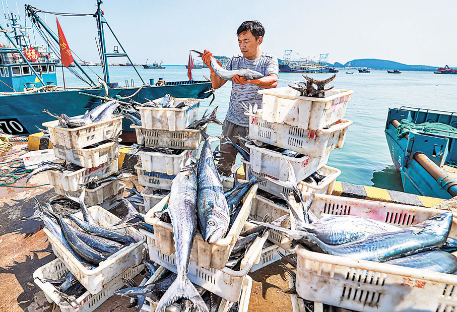 ◆在龍眼港碼頭，漁民分揀漁穫。