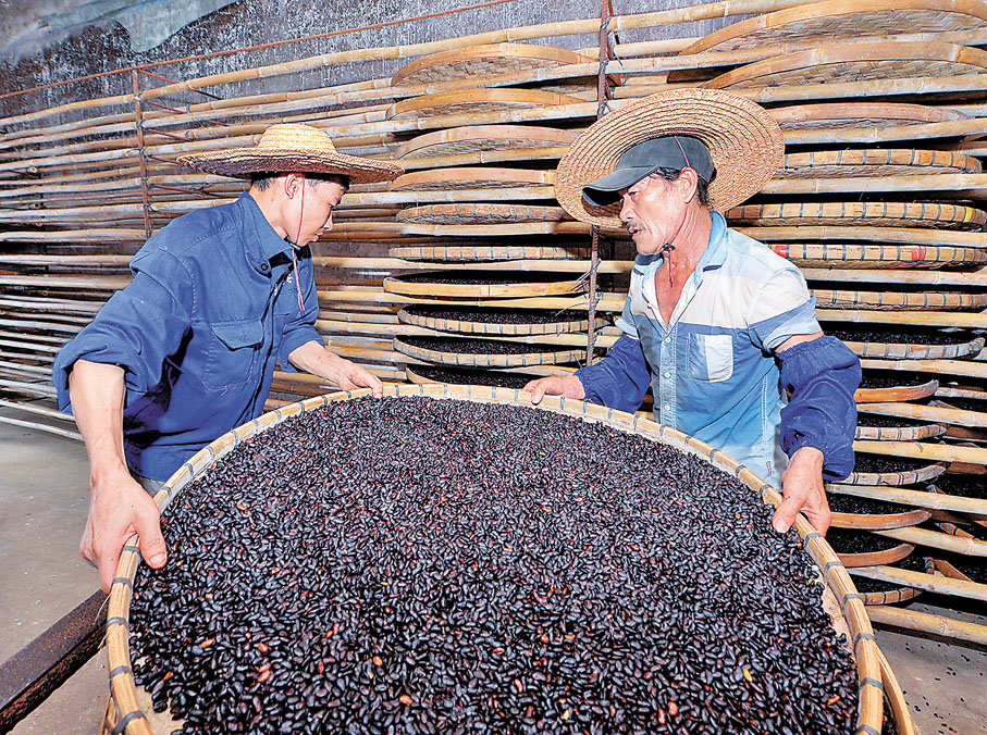 ◆作為「陽江三寶」之一，陽江豆豉的釀製技藝已有數百年歷史。
