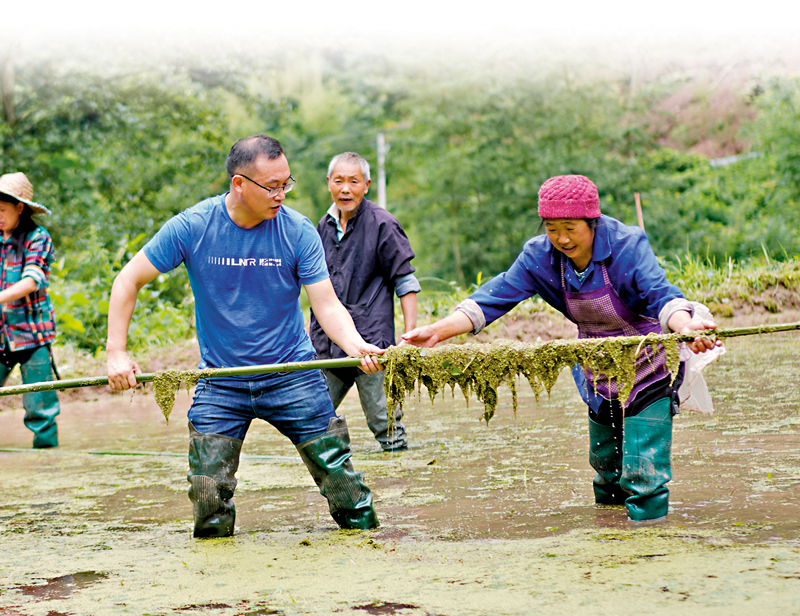▲中央先後選派逾300萬第一書記和駐村幹部奮戰扶貧一線。圖為重慶中益鄉華溪村駐村第一副書記羅風華（前左）和村民清理浮萍。資料圖片