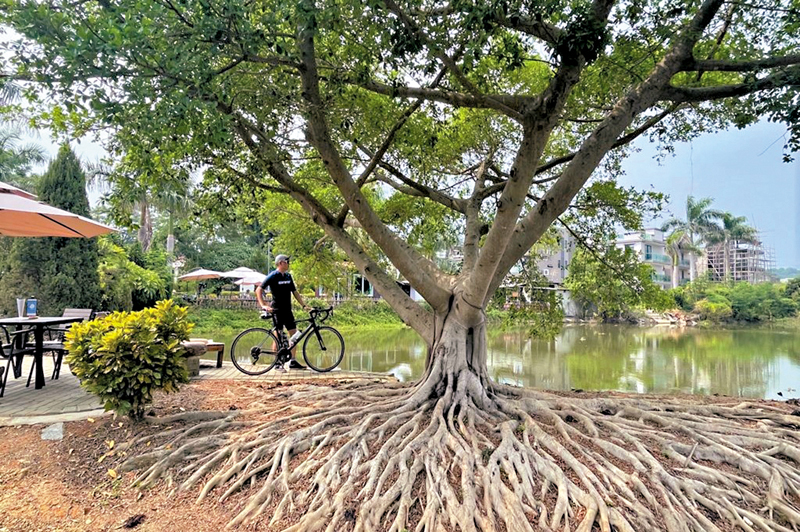 ◆秋風起，正是往上水河上鄉騎遊田園風景的好日子。