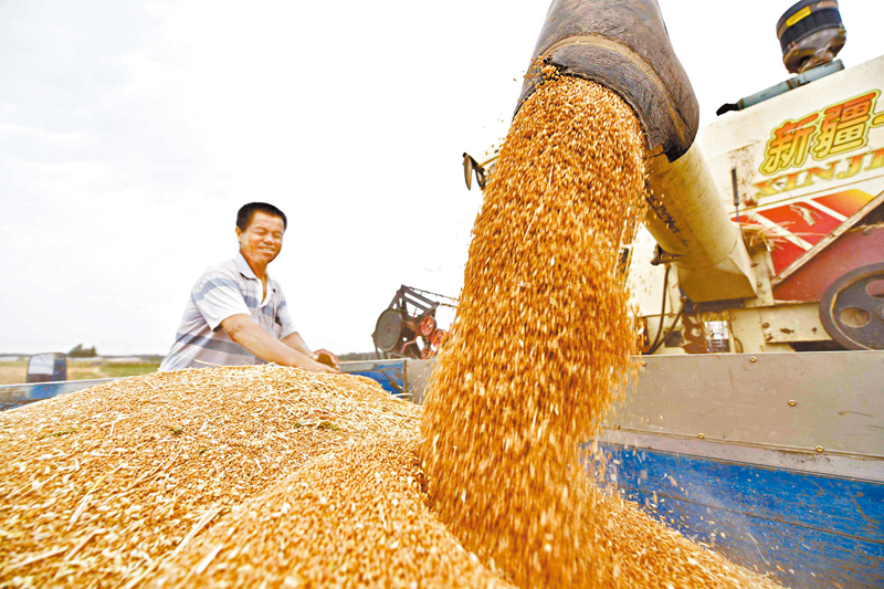 ◆中央要求牢牢把住糧食安全主動權。圖為小麥裝車。   資料圖片