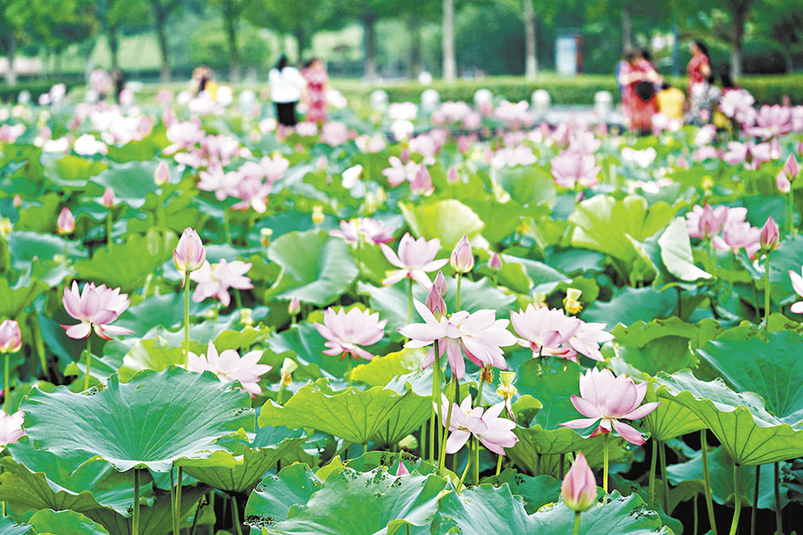 ◆ 王維用了幾十字就描繪出秋天傍晚雨後山村的秀麗風景，其中一景就是蓮花搖動起來。 資料圖片