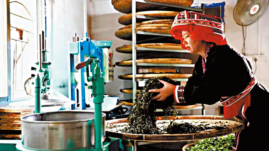 ◆廣西蒼梧縣六堡鎮山坪村黨支部書記、村委會主任祝雪蘭帶領村民「以茶致富」。 資料圖片