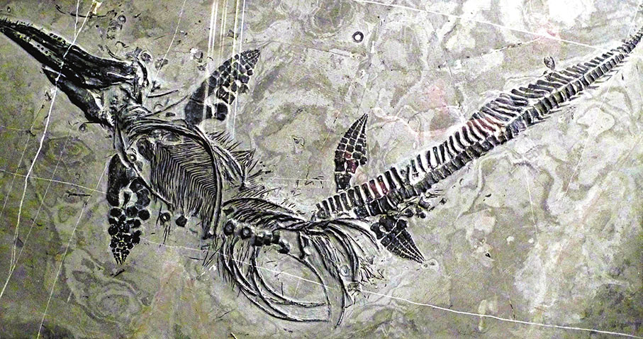 ◆盤縣混魚龍，體長102cm。