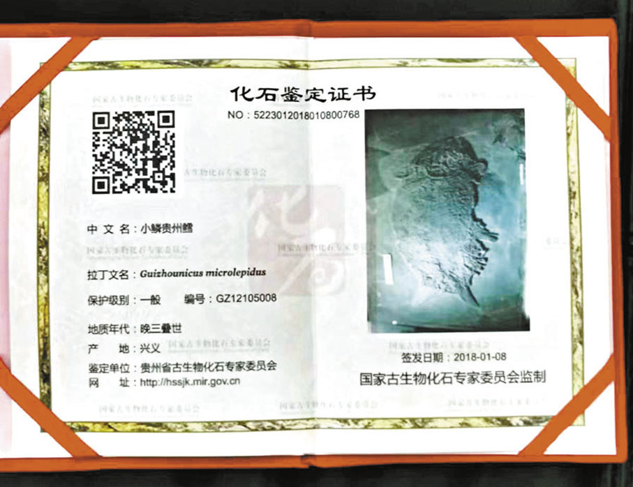 ◆貴州古生物化石專家委員會出具的「小鱗貴州鱈」鑒定證書。