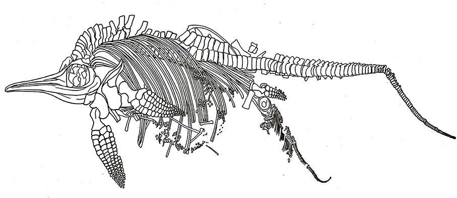 ◆正在分娩的魚龍和剛剛出生的魚龍寶寶示意圖。