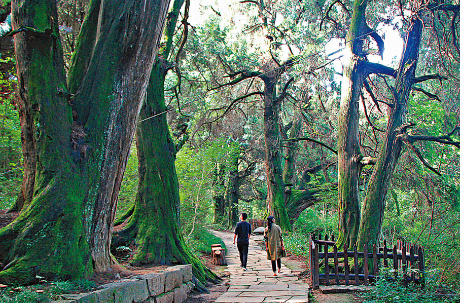 ◆古柏林蟠根虯結、風姿各異