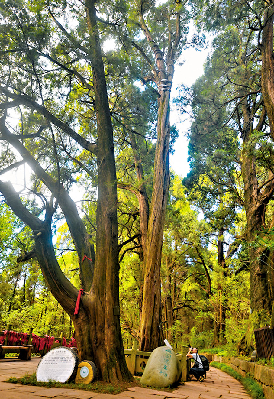 ◆高高矗立的「劍閣柏」（中）