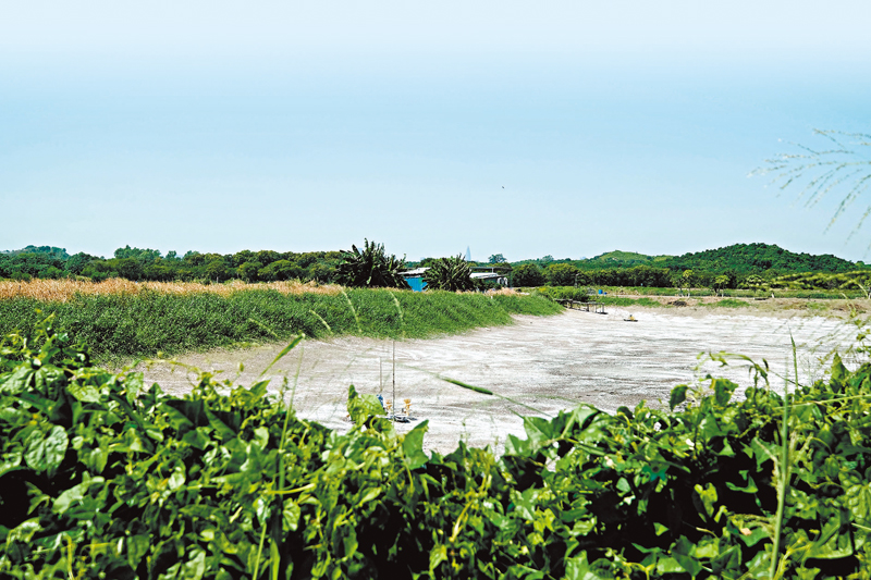 ◆新界北區有約千公頃魚塘土地，部分已閒置荒廢，失去吸引候鳥作用。 香港文匯報記者涂穴  攝