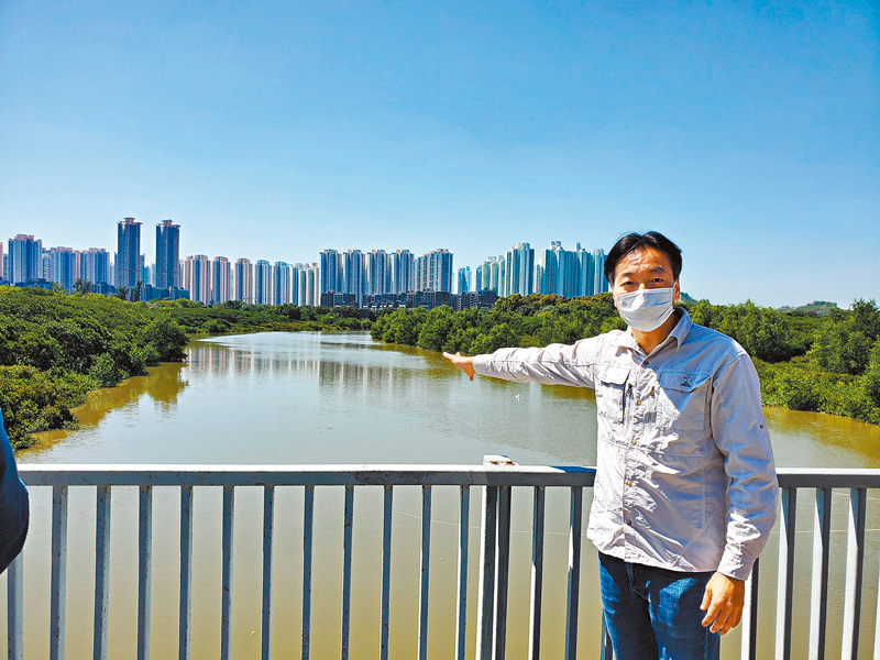 ◆樊熙泰帶記者到天水圍天影路人工排水河道實地觀察，不時有黑臉琵鷺等瀕危候鳥出現，證明高樓大廈旁之市區河道亦能保育候鳥。 香港文匯報記者涂穴  攝