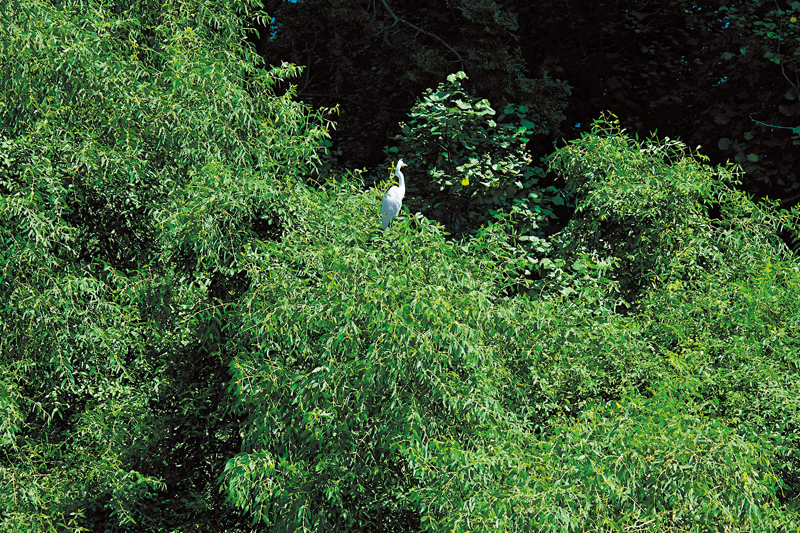 ◆市區河道邊的樹叢亦可見候鳥棲息。香港文匯報記者涂穴  攝